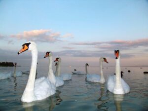Izlet Blatno jezero in Tapolca