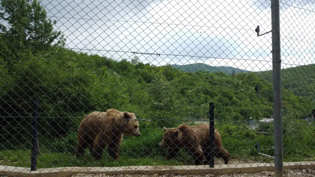 Šestdnevni izlet v Srbijo in Kosovo - slika 19