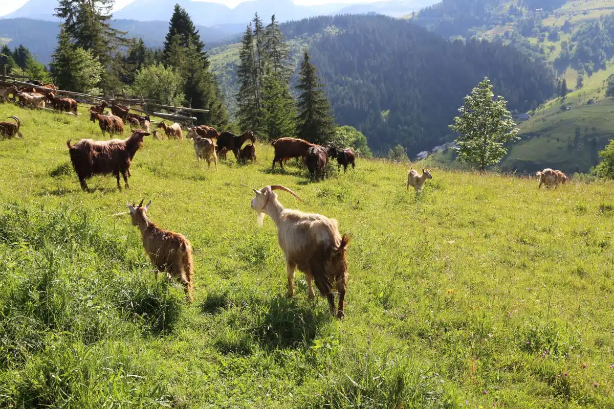 Šestdnevni izlet v Srbijo in Kosovo - slika 3
